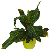 Croton Excellent  + Cachep Verde Limn